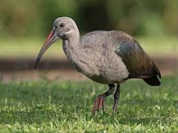 Understanding the Hadeda Ibis: Impact of Climate Change on a Sub-Saharan Alarm&nbsp;Clock