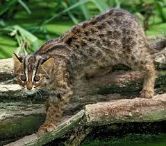 First Recorded Sighting of Leopard Cat in Central&nbsp;India