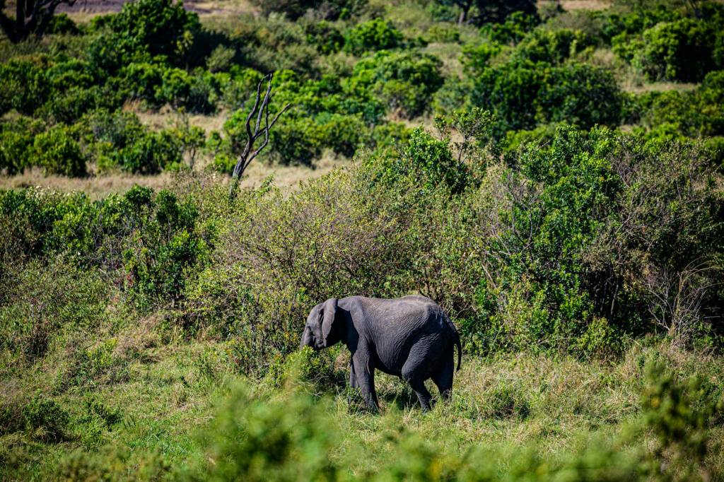 Chinnakkanal Wildlife Restoration: Removing Invasive Plants to Support Elephant&nbsp;Conservation