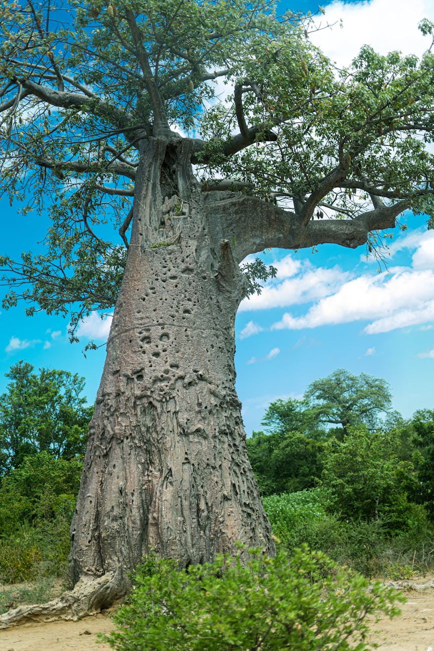 Conservation Efforts for Madagascar’s Baobab&nbsp;Forests