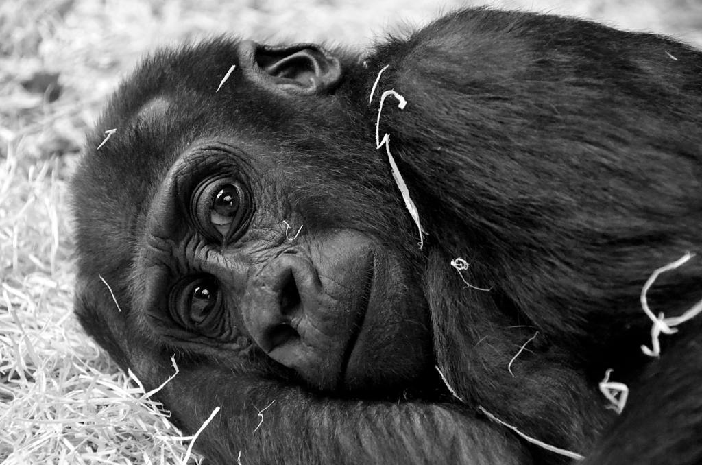 Great Ape Tourism and the Deadly Common Cold: A Threat to&nbsp;Chimpanzees?