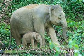 Elephant Found Dead Near Peechi Wildlife Sanctuary: Suspected&nbsp;Electrocution