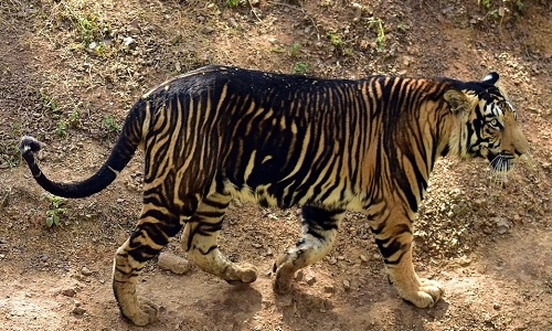 Melanistic Cubs Bring Joy to Simlipal Tiger&nbsp;Reserve