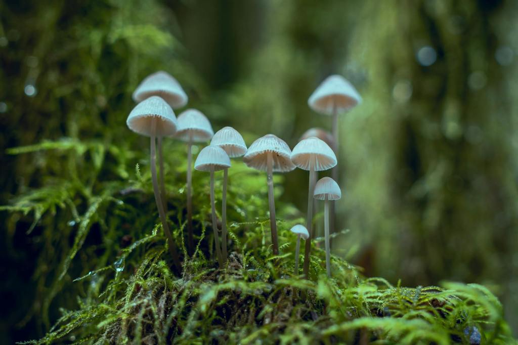 Unlocking Nature’s Hidden Architects – How Fungi Help Capture&nbsp;Carbon