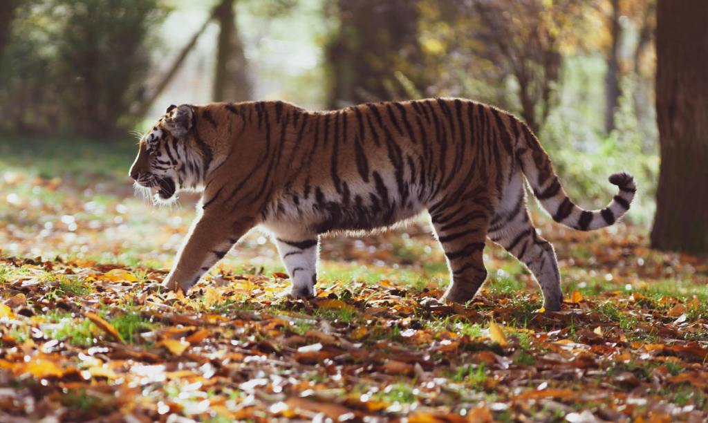 Transboundary Tiger Movement Validates Conservation Success in Sikkim and&nbsp;Bhutan