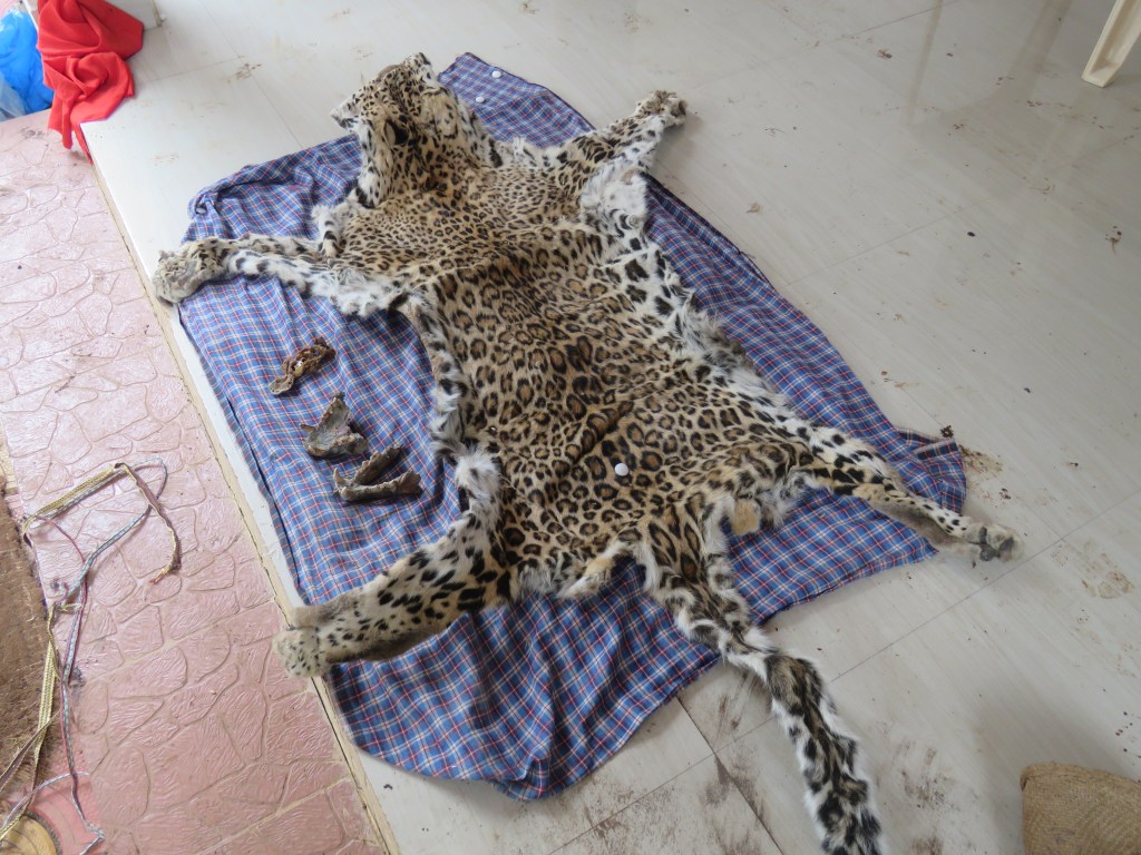 Illegal Wildlife Trade Bust in Phulbani,&nbsp;Odisha