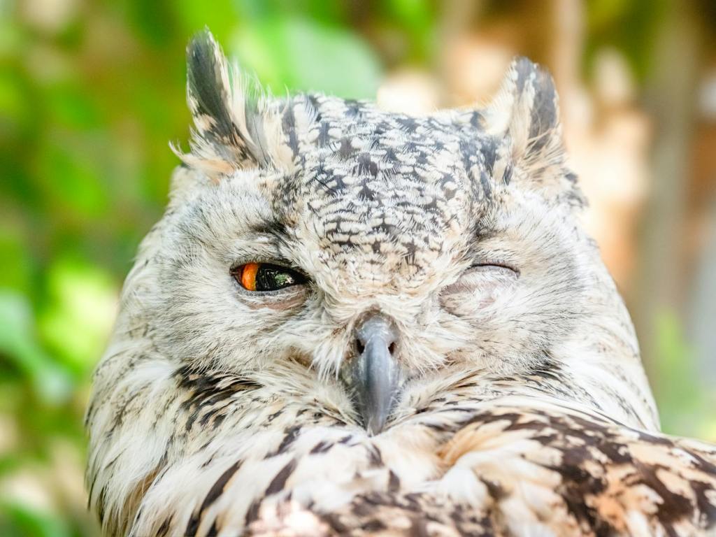 Abu Dhabi Owl Cafe Sparks Debate Over Animal&nbsp;Welfare