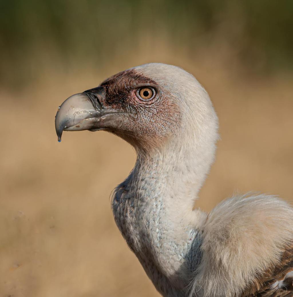 Decline of Indian Vultures Linked to 500,000 Human&nbsp;Deaths