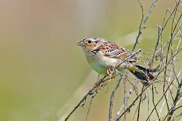 Florida Grasshopper Sparrow Sees Remarkable Revival Amid Conservation&nbsp;Efforts