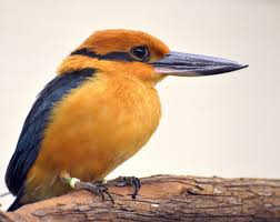 Guam Kingfishers Make Historic Return to the Wild After Nearly Four&nbsp;Decades