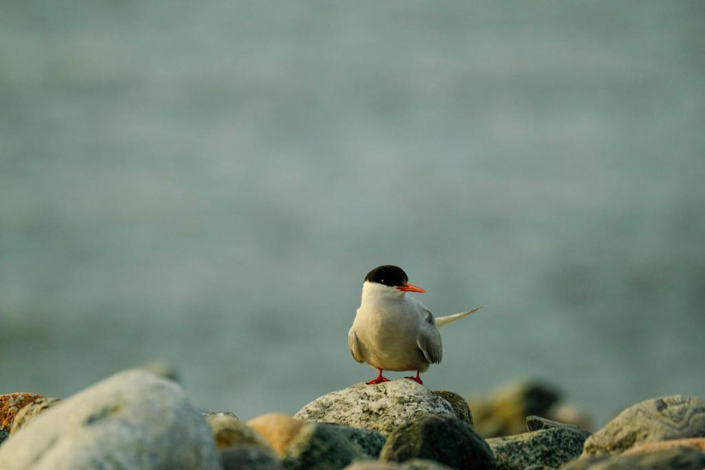 Rare Arctic Tern Sighting in India Marks a Historic Ornithological&nbsp;Event