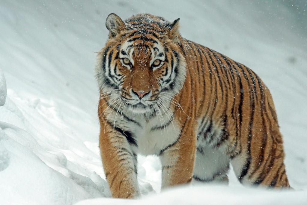 Kazakhstan Welcomes Amur Tigers to Revive Wild&nbsp;Population