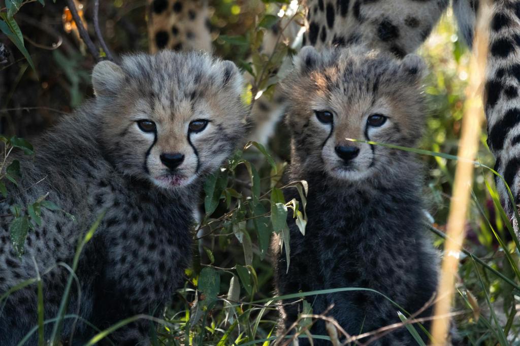 Renewed Hope for Cheetahs – Birth of Cubs Marks Conservation Milestone in Saudi&nbsp;Arabia