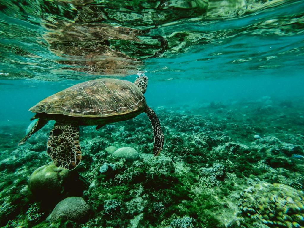 Guanabara Bay Sees Revival in Sea Turtle Health Following Water Cleanup&nbsp;Efforts