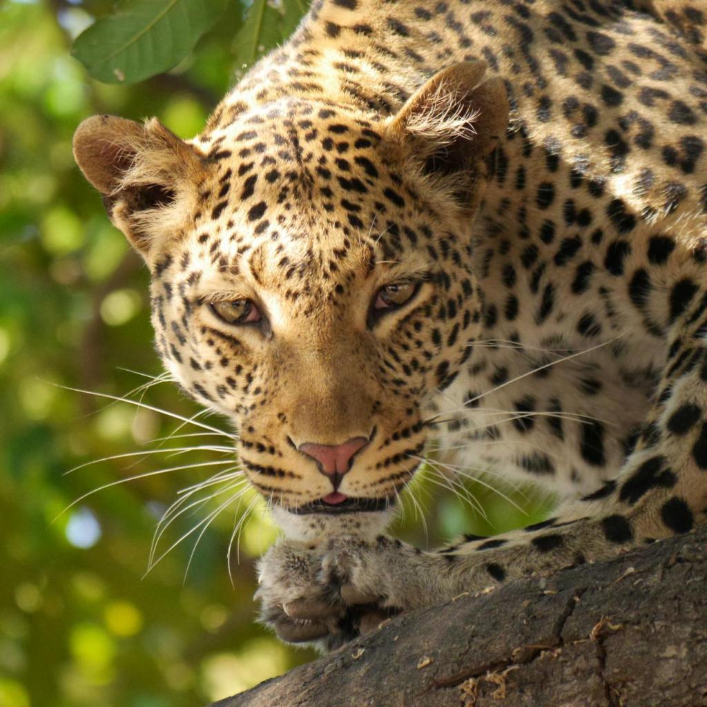 Sterilising Leopards: A Feasible Strategy or a Misguided&nbsp;Measure?