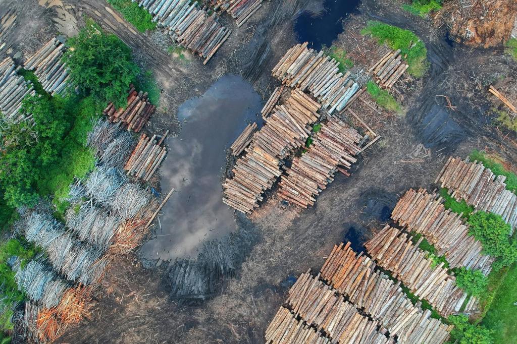 Global Deforestation Surges in 2023, Undermining Climate&nbsp;Goals
