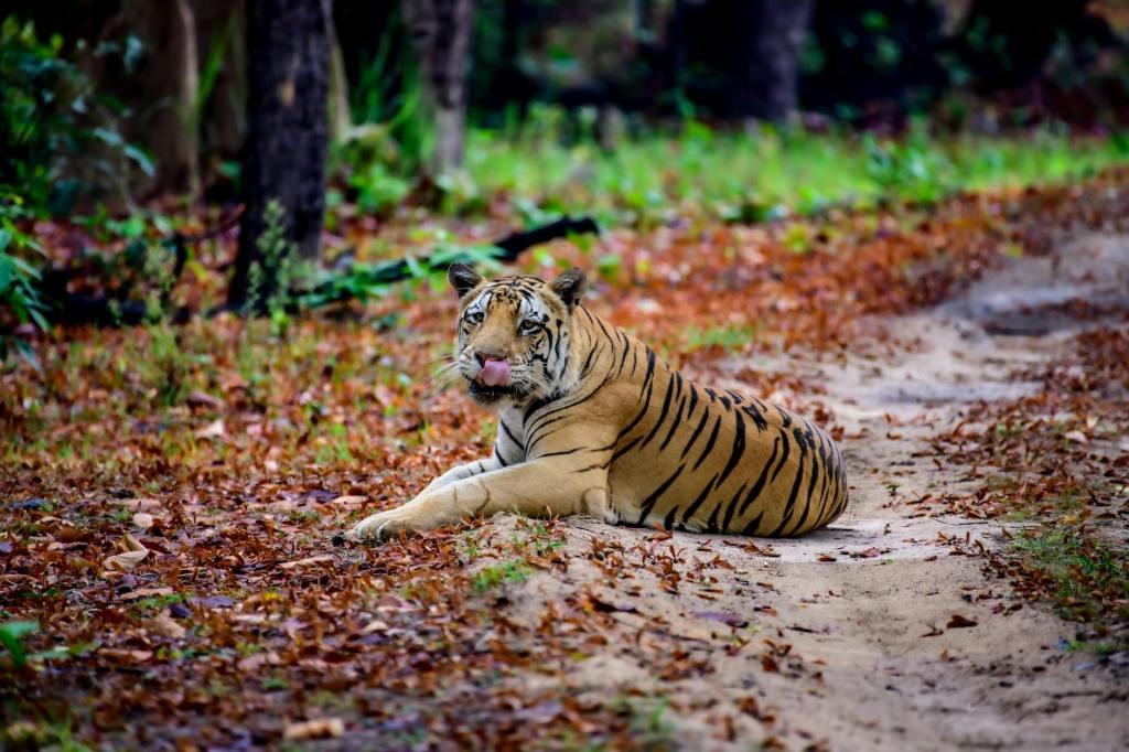 Odisha Wildlife Team Heads to Maharashtra to Relocate Tigress for Similipal&nbsp;Reserve