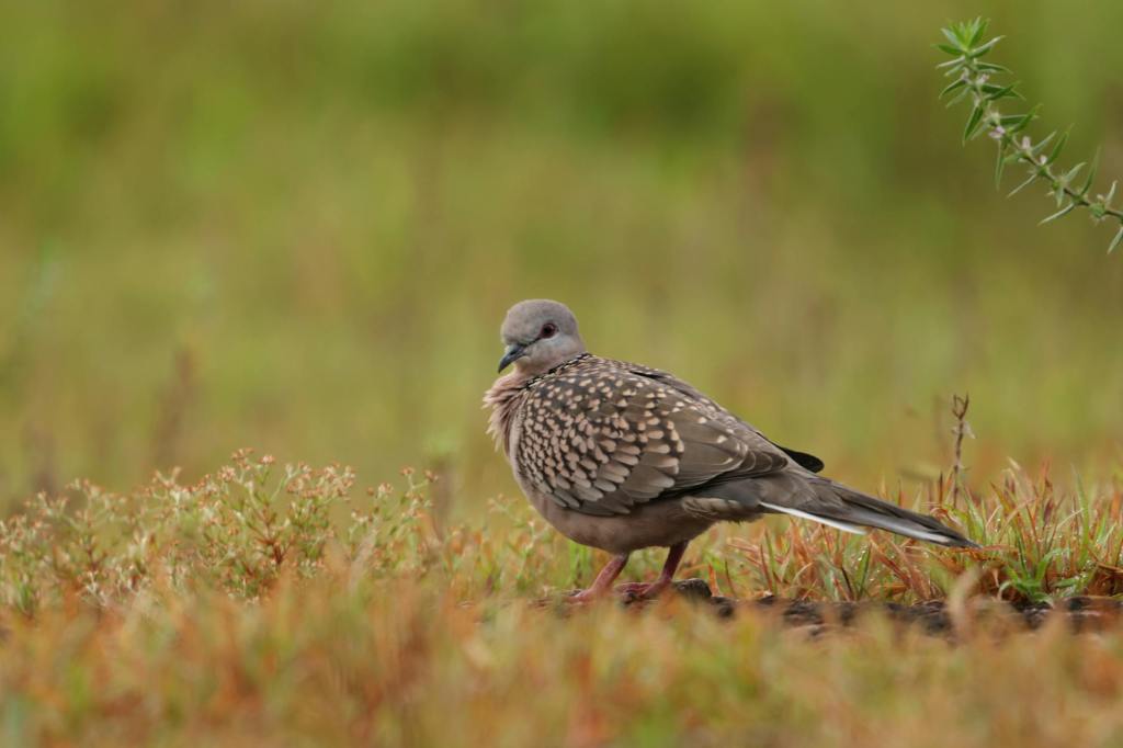 Wild Bird Numbers in the UK Continue to Decline, New Data&nbsp;Reveals