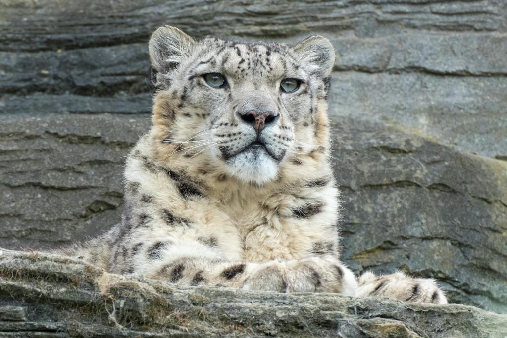 AI tech helps conservation of the Snow Leopard in Northern&nbsp;Pakistan