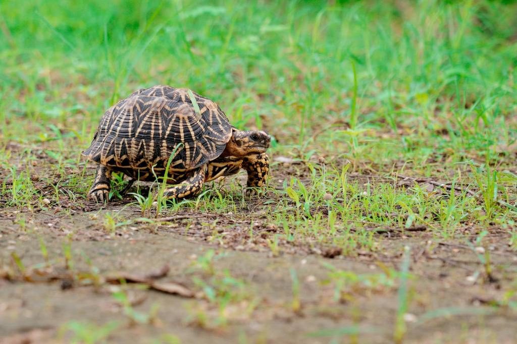 340 Indian Star Tortoises Released into the Wild in Chandrapur as Part of Major Rehabilitation&nbsp;Effort