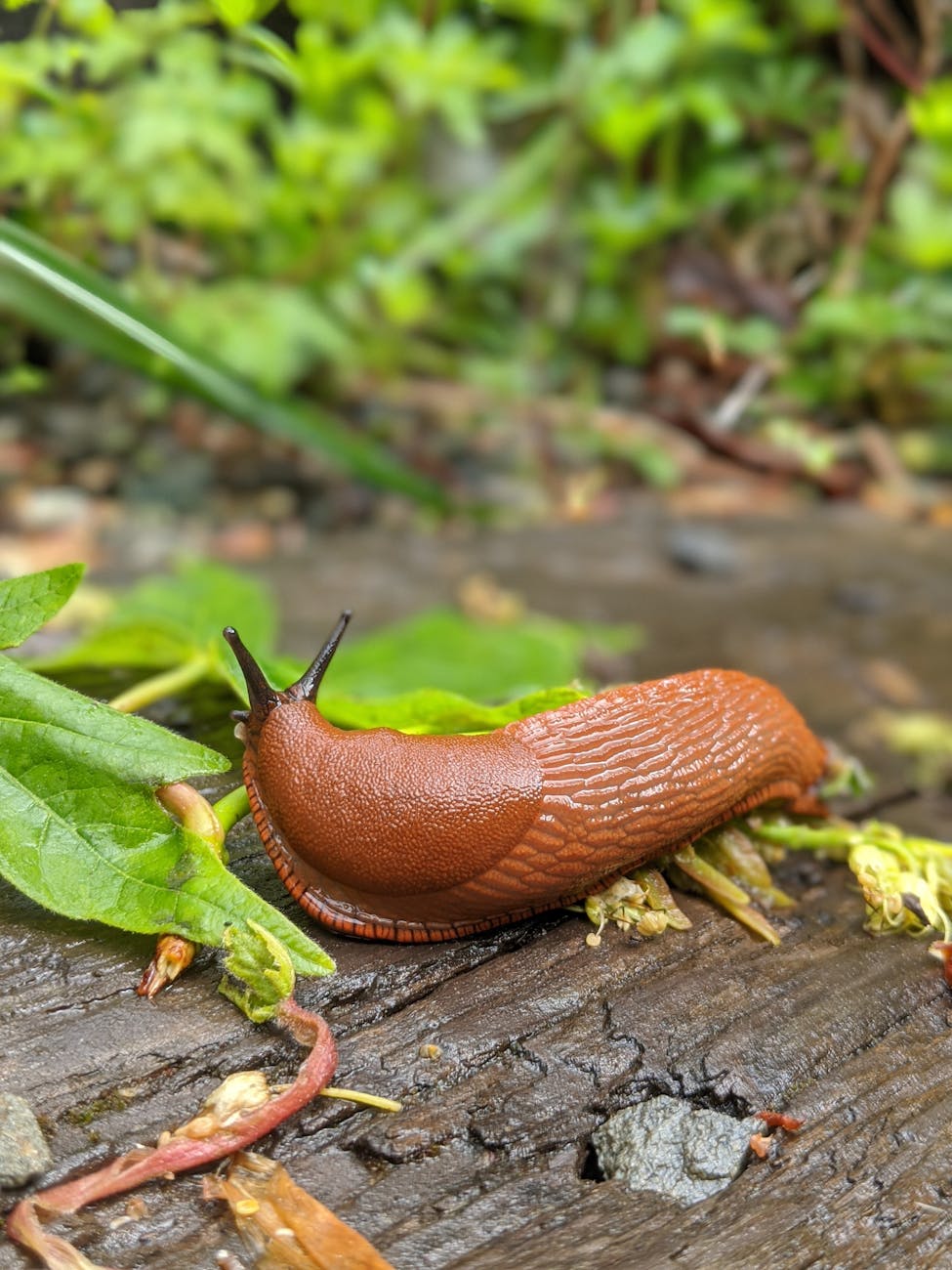 Microplastics Invade Land Ecosystems, Climbing Food Chains from Soil to&nbsp;Songbirds