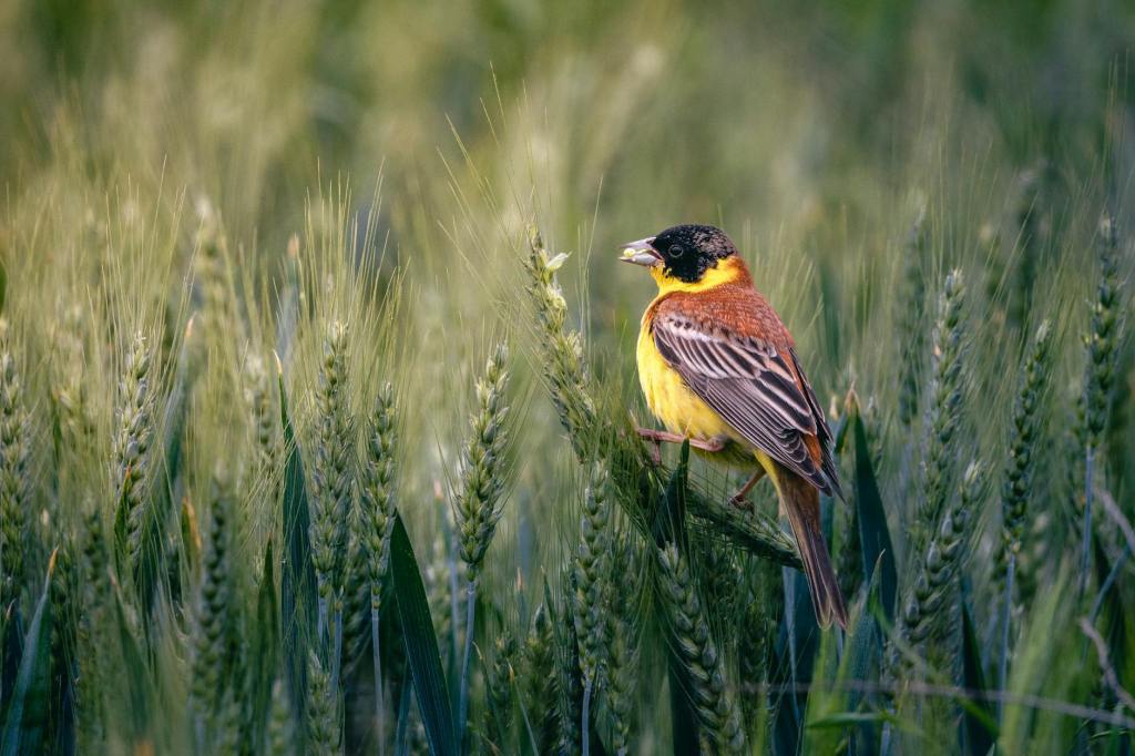 Agricultural Fields Offer Lifeline to Critically Endangered Yellow-Breasted Bunting in&nbsp;Nepal
