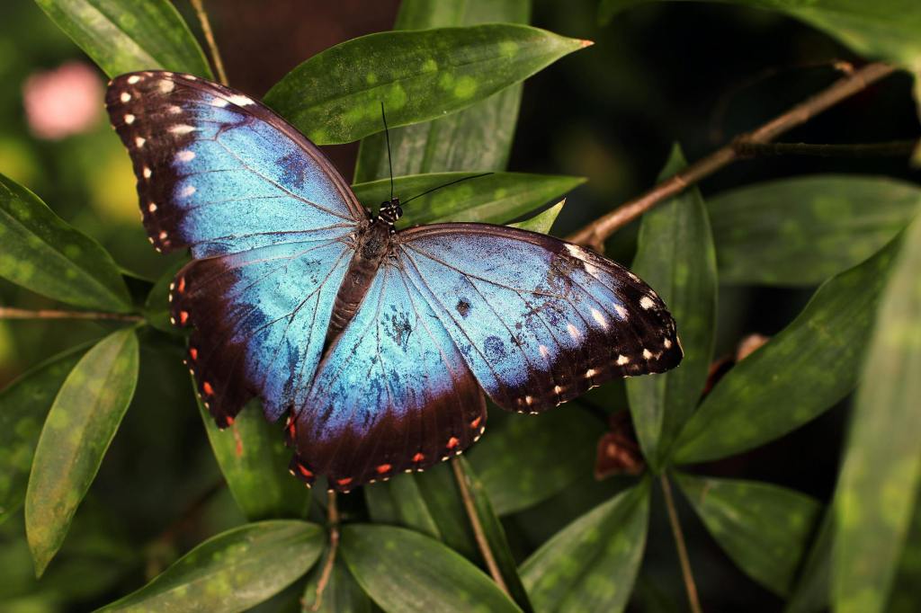 Kerala Establishes India’s First Dedicated Butterfly Sanctuary in&nbsp;Aralam
