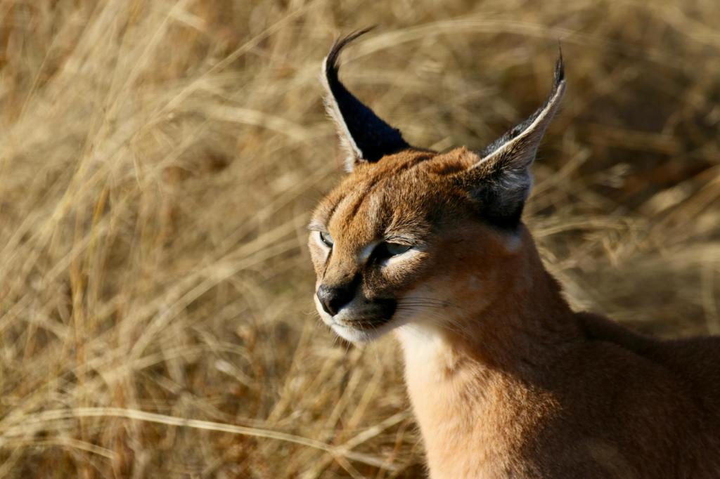 Rare Caracal Spotted in MP&nbsp;Sanctuary