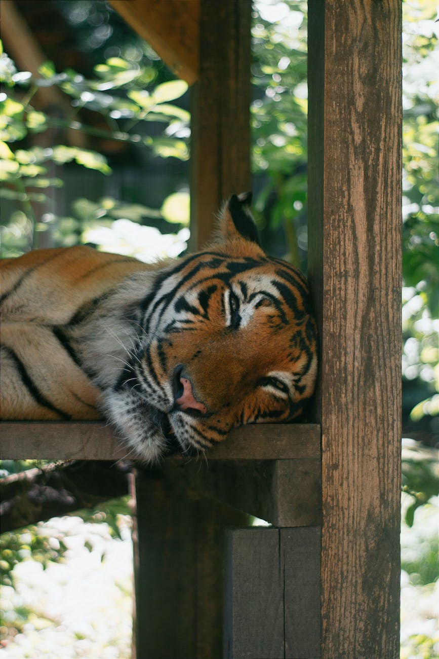 MP Forest Department Busts International Tiger&nbsp;Smuggler