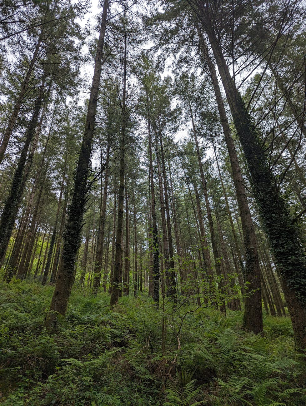 Ash Trees Evolving Resistance to Dieback&nbsp;Disease