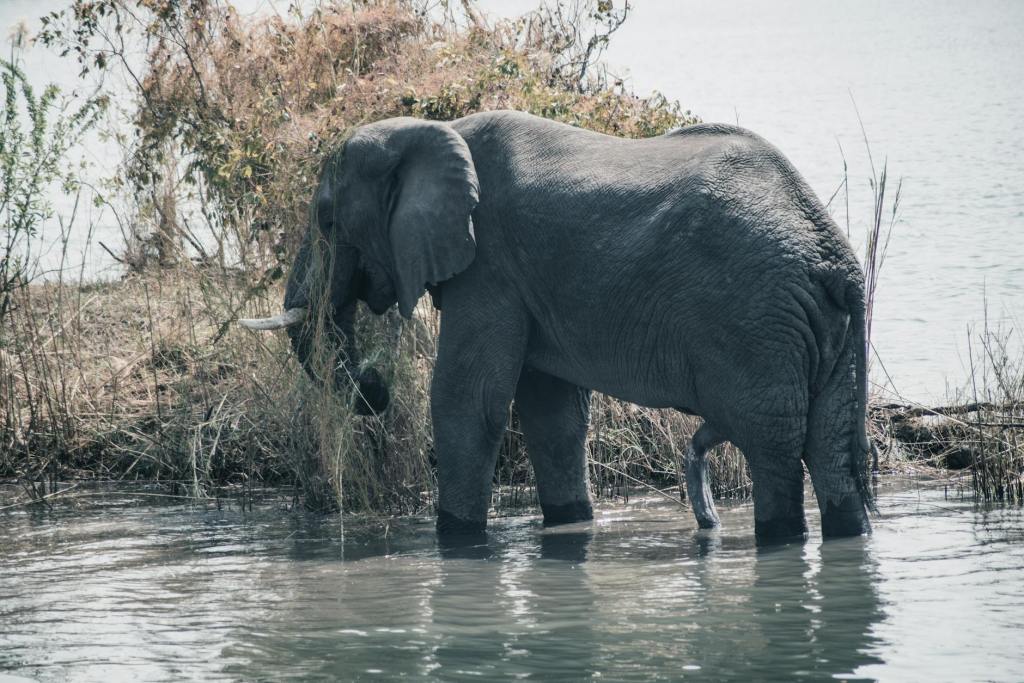 Wildlife Crucial to Wetland Health, Say Experts at Ramsar&nbsp;COP15