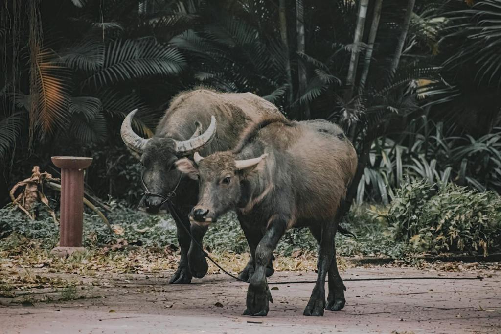 Hong Kong’s Unlikely Residents – A Herd of Water&nbsp;Buffalo