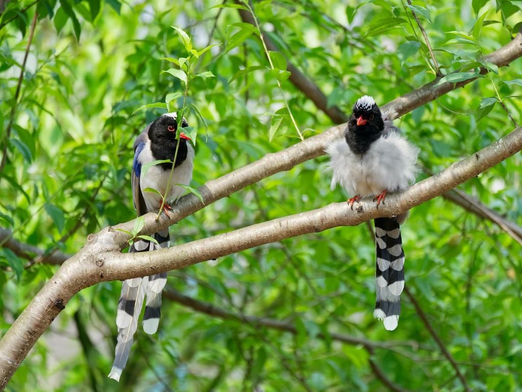 Study Reveals Sex Reversal in Birds May Be More Common Than&nbsp;Expected