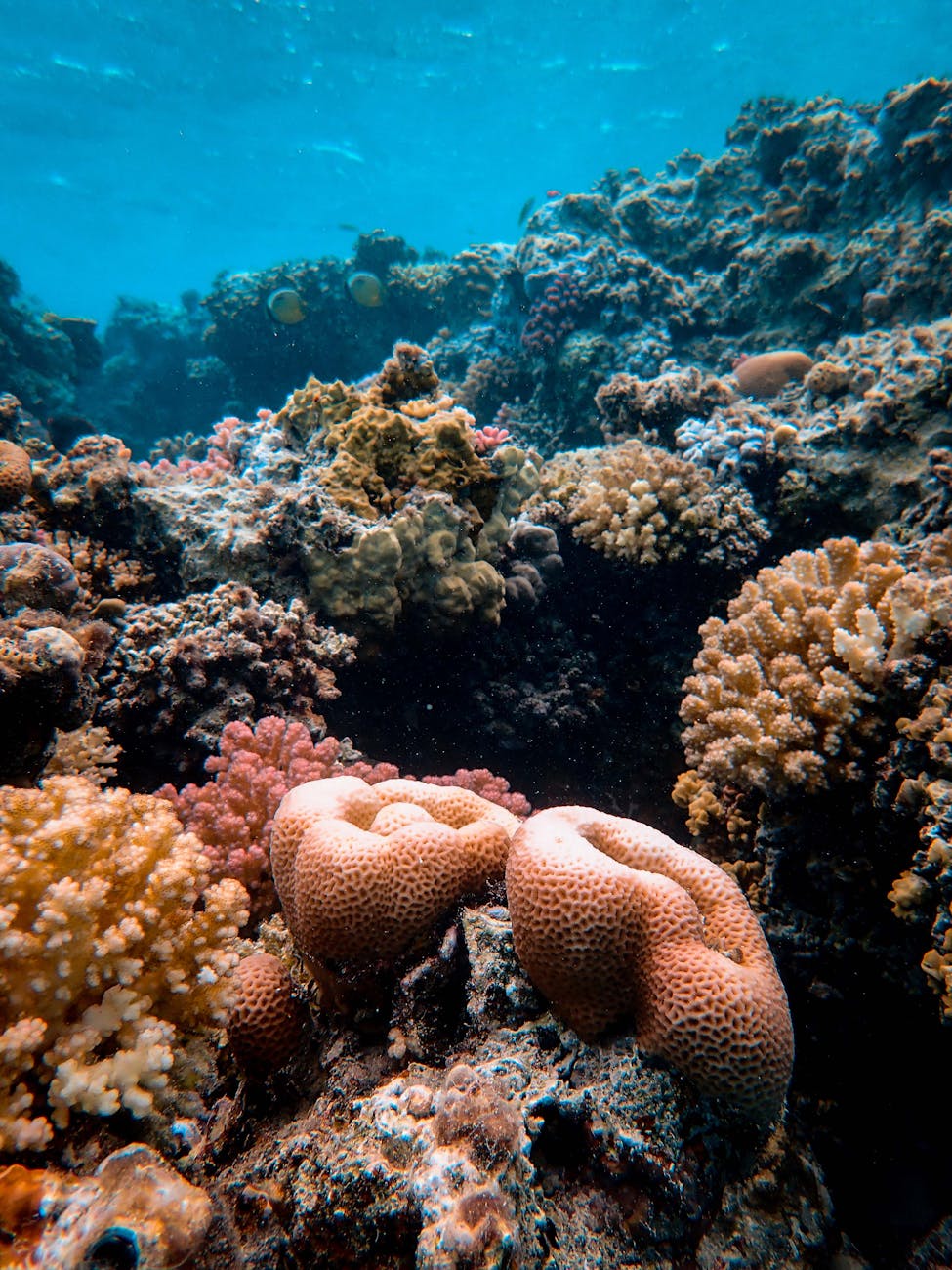 Caribbean Coral Reefs Lose Nearly Half Their Hard Coral Cover Since the&nbsp;1980s