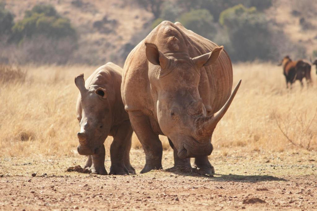 Rhino Populations at Risk of Permanent Decline as Conservation Faces New&nbsp;Challenges