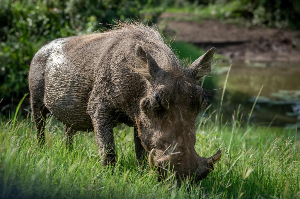 Wild Pigs in California Turn Neon Blue After Consuming Poisoned&nbsp;Bait