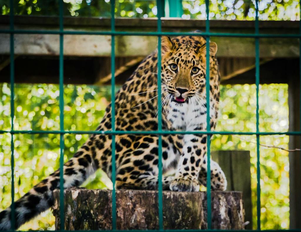 Vast Private Zoo in India Under Investigation Following Supreme Court&nbsp;Order