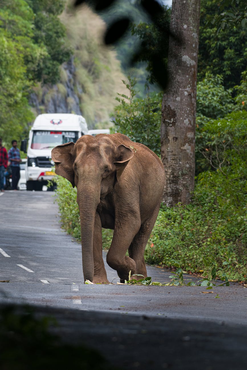 Kerala’s Wildlife Law Amendments Face Flak from Environmentalists