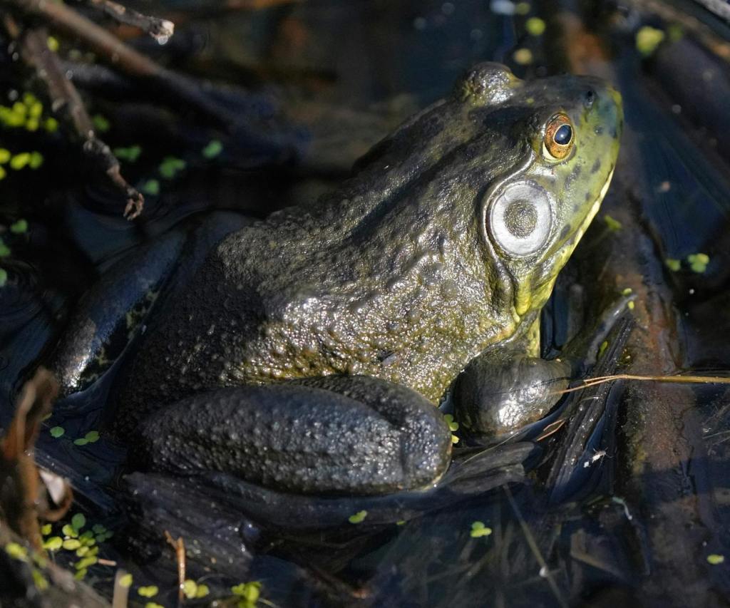 More Than 350 Endangered Frogs Reintroduced in San Bernardino Mountains in Major Conservation&nbsp;Milestone