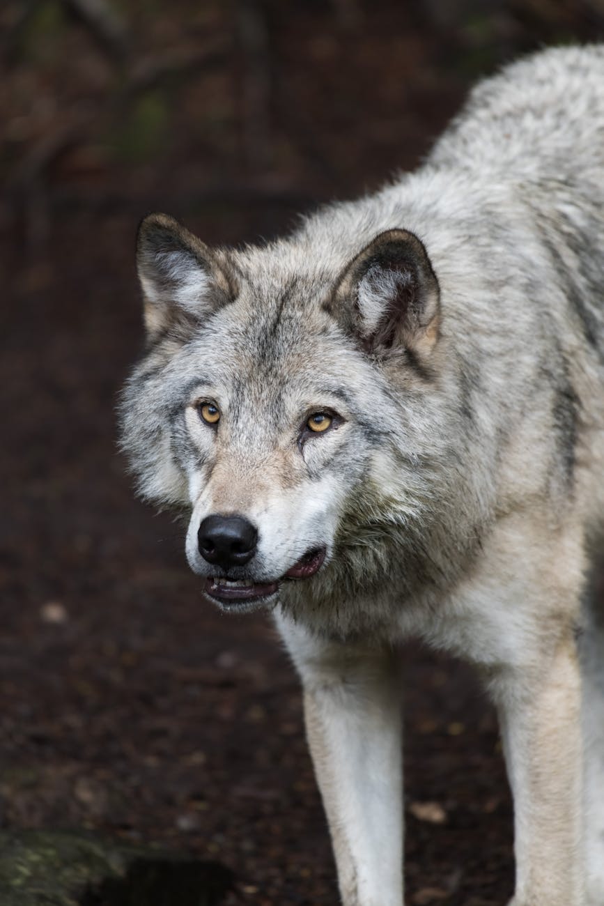 Indian Wolf May Be Recognised as a Distinct Species, IUCN Flags Vulnerable&nbsp;Status