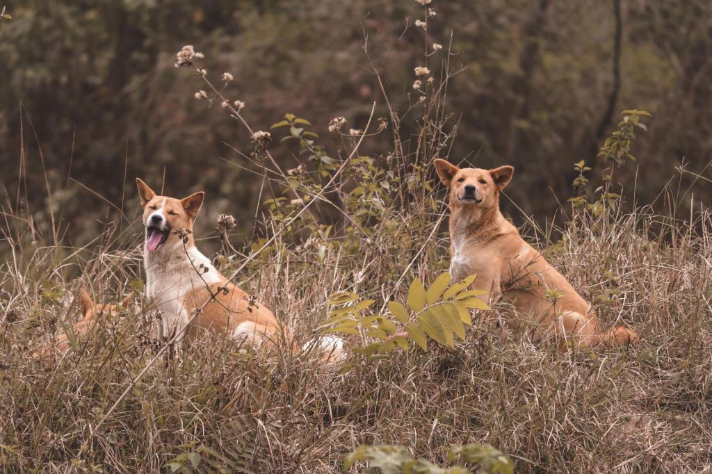 Feral Dogs: A Growing Global Threat to Wildlife, Public Health, and&nbsp;Coexistence