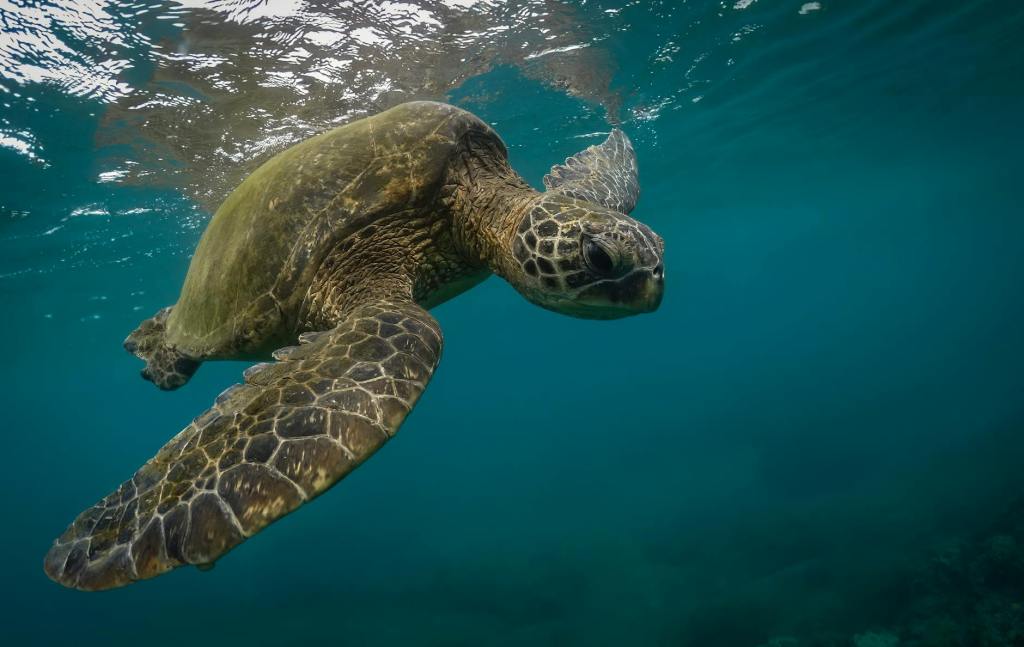 Green Sea Turtles Saved from the Brink of&nbsp;Extinction