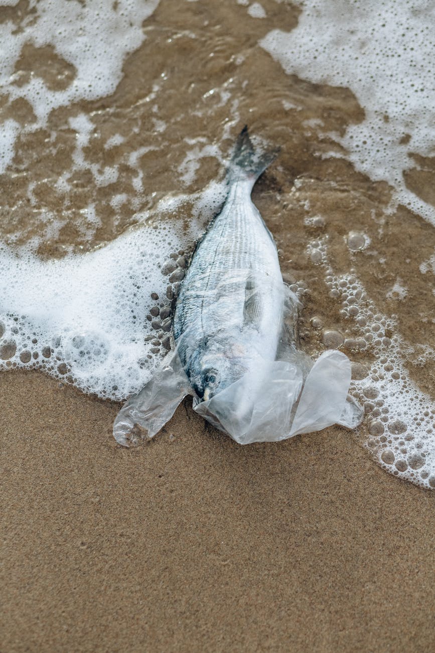 New Global Analysis Shows How Little Plastic Can Prove Fatal for Marine&nbsp;Wildlife