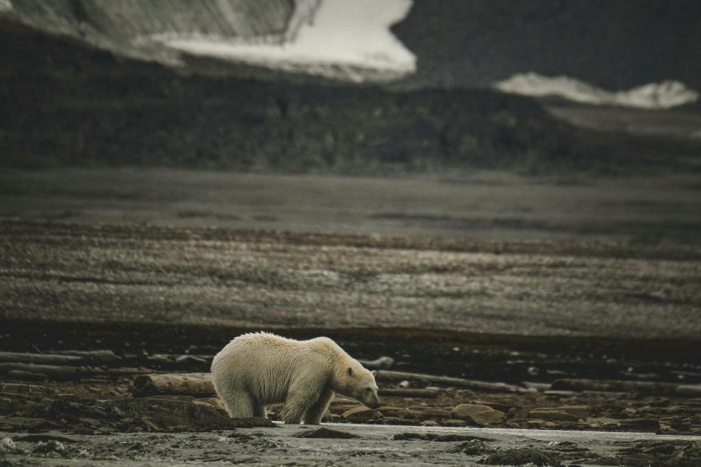 Polar Bears in Southeast Greenland Show Genetic Changes to Survive a Warming&nbsp;Arctic