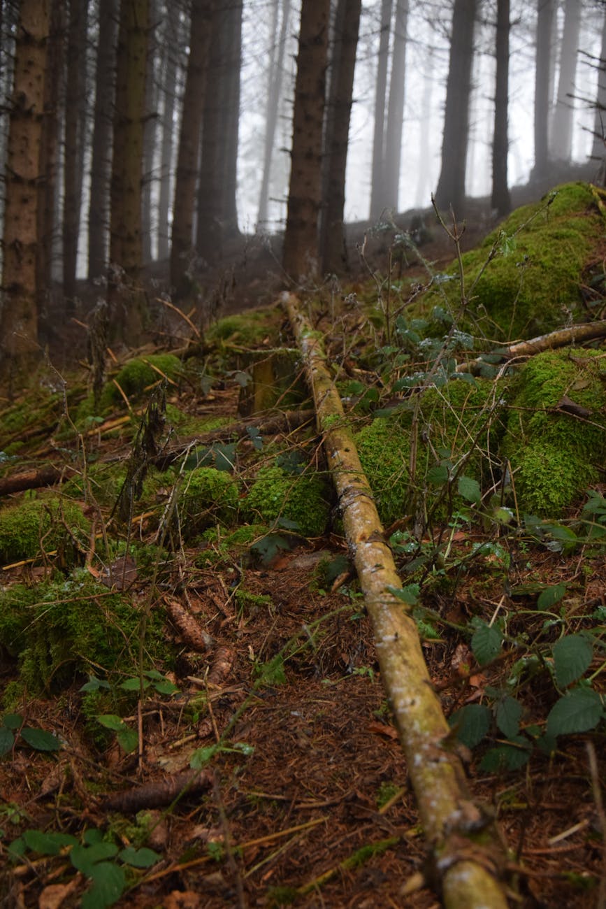 UN Report Calls for Unified Global Action on Climate, Pollution and Biodiversity&nbsp;Crisis