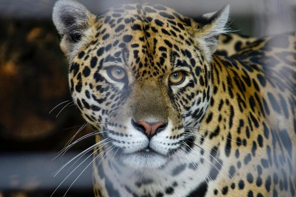 Wild Jaguars Recorded Meowing for the First&nbsp;Time