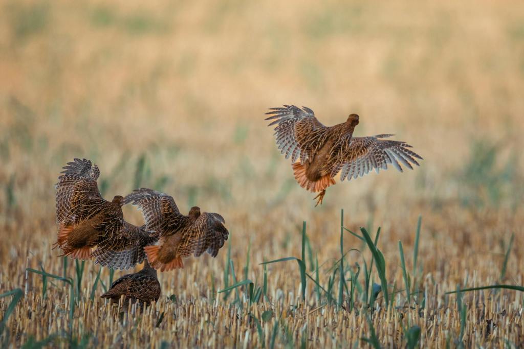 Türkiye Releases 11,000 Rehabilitated Wild Animals Back Into Nature in&nbsp;2025