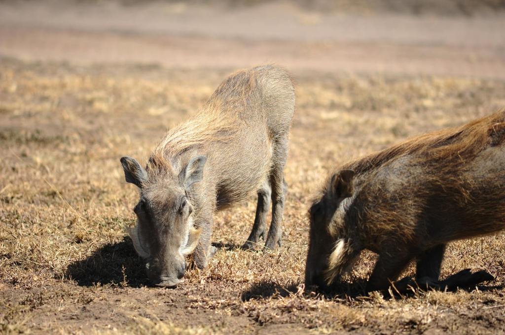 Invasive Pigs Pose Growing Threat to Wildlife in Rajasthan’s Desert National&nbsp;Park