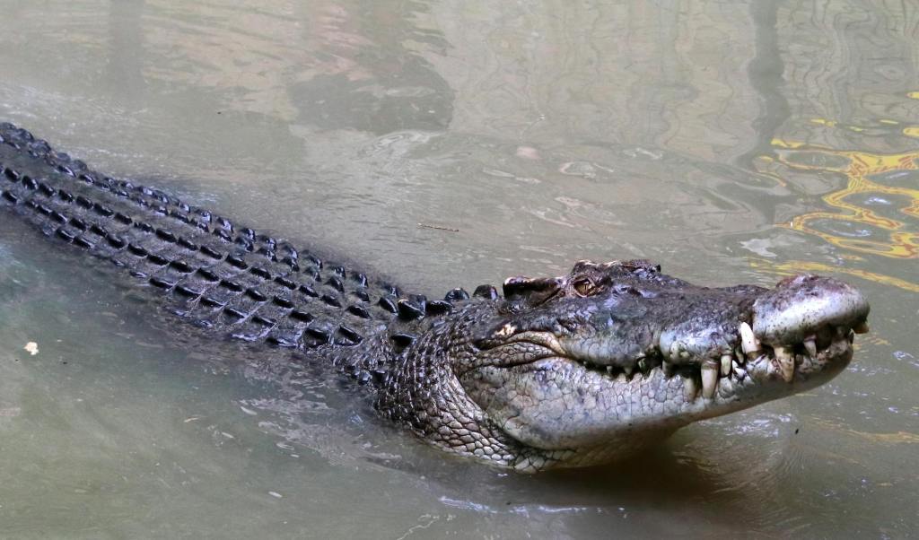 Egg collection programme boosts survival of critically endangered Siamese crocodiles in&nbsp;Laos