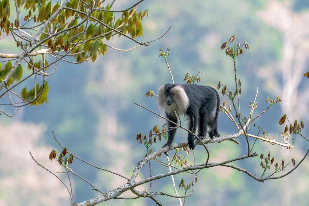 Lion-Tailed Macaque Faces Renewed Threat in the Western Ghats,&nbsp;India